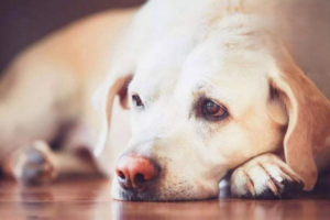 How to Treat Mite Skin Disease in Dogs