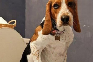 What to Do When Your Dog Has Red, Loose Stools