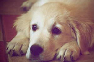 Why Is Your Dog Pooping Blood?