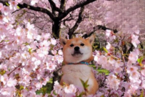 Why Is Your Dog Vomiting?