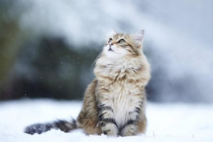 Symptoms of Upper Respiratory Infection in Cats