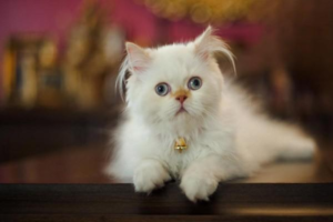 What to Do When Your Cat’s Eye Is Inflamed