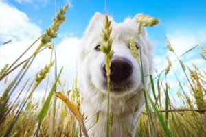 Dog Suddenly Vomiting and Refusing Food: When to Go to the Vet