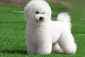 Should You Withhold Food When a Dog Vomits Yellow Fluid?
