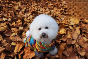 Why Your Dog Makes a Coughing Sound Then Dry-Heaves