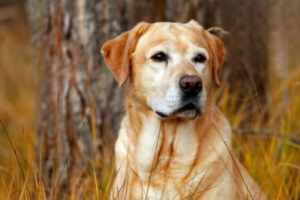Why Your Dog Keeps Vomiting Yellow Foamy Fluid