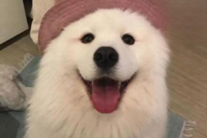 How to Treat Fungal Skin Infection in a Puppy