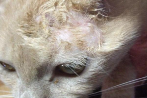 How to Make Ringworm (Cat Fungus) Heal Faster