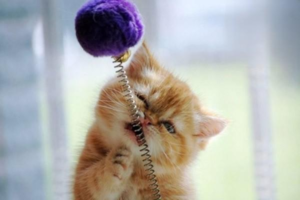 How to Treat a Kitten That Gasps Like It’s Having an Asthma Attack