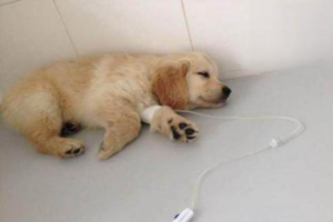 Dog Viral Enteritis: Causes, Signs, and Care