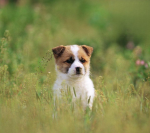 Simple Tips to Prevent Dog Diarrhea