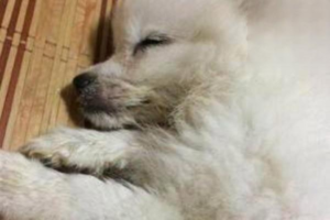 What Causes Parvovirus in Dogs