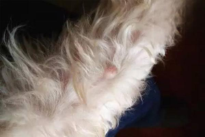 Hard Lumps on a Teddy Poodle’s Skin