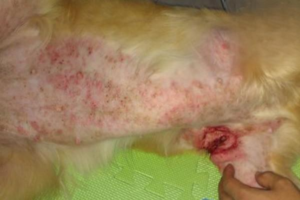 Why Dogs Get Red Bumps in Summer