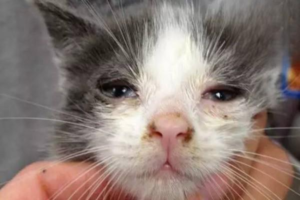 What to Do When Your Cat Has Cat Flu