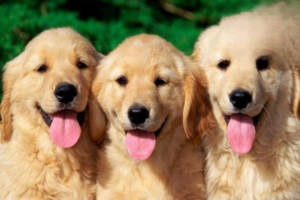 Does a Dog’s Tongue Carry Bacteria?
