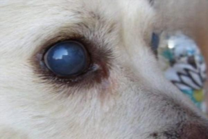 What to Do About Dog Cataracts