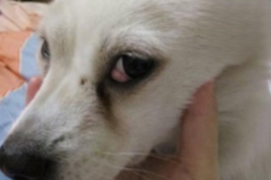 Red Bump Above a Dog’s Eye