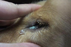 Why Dogs Get Yellow Eye Discharge