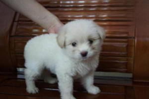 Can Dogs Get Fevers?