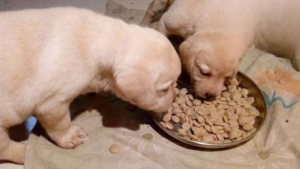 What to Do When Switching Dog Food Causes Diarrhea