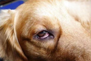 Why Do Dogs Get Red Eyes With Discharge?