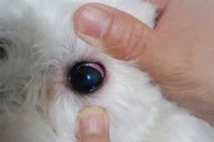 What Eye Drops Help a Dog’s Inflamed Eye?