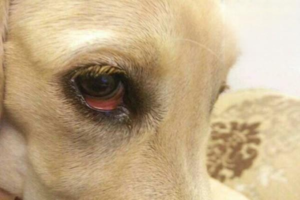 Does a Red Eye Mean Rabies?