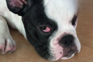 What to Do About a Dog’s Red Eye