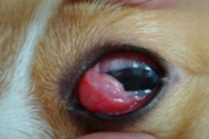 Fleshy Bump on a Dog’s Eye