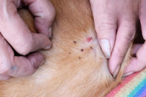 Do Cats or Dogs Have More Parasites?