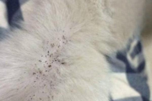 Why Do Cats Get Fleas and Where Do They Come From?