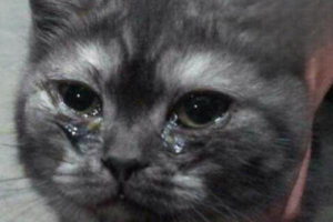 Is It Normal for a Cat to Suddenly Tear Up?
