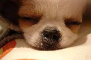 Canine Distemper (CDV): Symptoms, Treatment, and Prevention