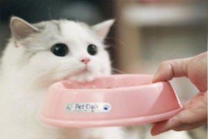 How Many Days Can a Cat Survive Without Eating?