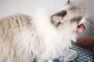 What to Do If Your Cat Vomits After a Deworming Tablet