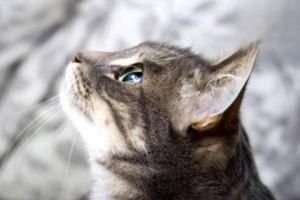 Why Your Cat Has Diarrhea After Deworming