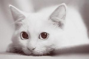 Kitten Has Diarrhea, Won’t Eat, and Is Lethargic