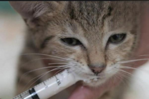 How Long After Deworming Can I Bathe My Cat?