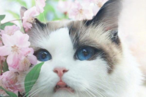When Do Ragdoll Cats Shed the Most?
