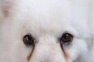 Which Dog Food Helps Avoid Tear Stains?