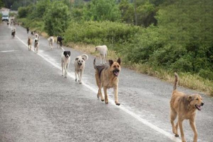 Most Dog Behavior Problems Actually Start With the Owner