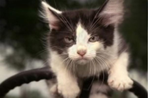 A Live Cat on the Dashboard: Why Driving With a Pet Loose Is Dangerous