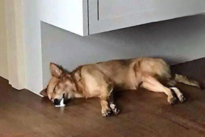 Dog Won’t Eat and Vomits White Foam or Mucus