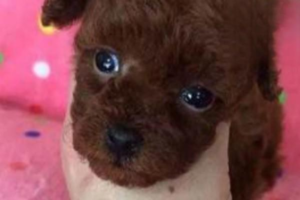 How Quickly Is Parvo Fatal in Dogs?