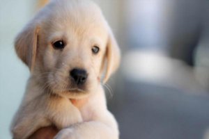 What to Do When Your Dog Refuses All Food