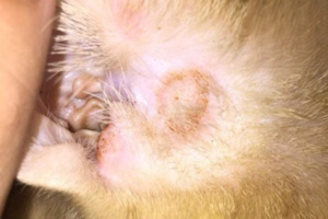 Fungal Infection in a Cat’s Ears