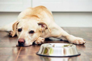 Dog Has No Appetite but Stays Active
