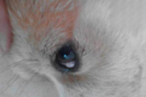 A Fleshy Bump in Your Dog’s Eye