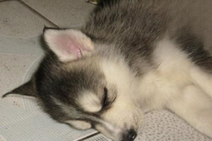 Bloody Diarrhea in Dogs: Is It Parvo?